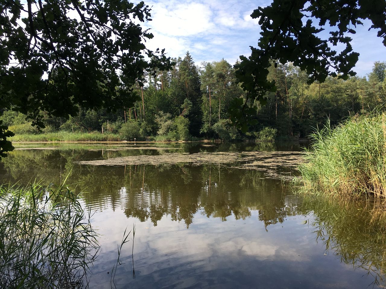 Moossee Fischbach-Göslikon