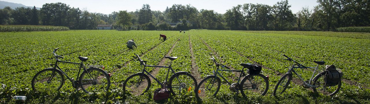 Foto Velos vor Gemüsefeld