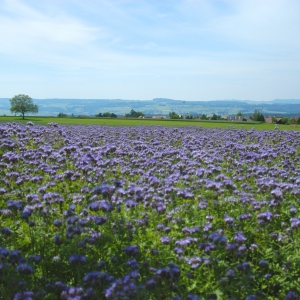 Blumenfeld in Berikon